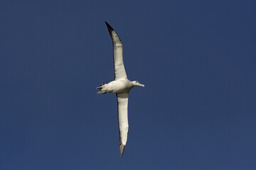 Snowy (Wandering) albatross, Grote Albatros, Diomedea (exulans) exulans