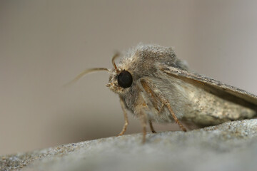 Closeup on flounced rustic owlet moth, Luperina testacea