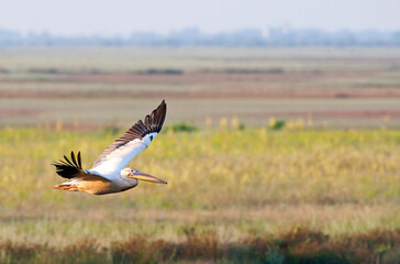 Roze Pelikaan, Great White Pelican