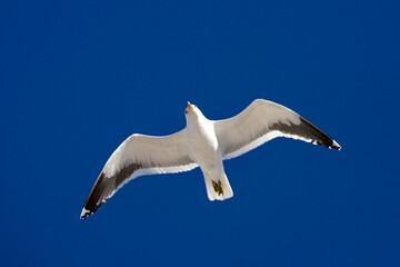Kelpmeeuw, Cape Gull, Larus dominicanus