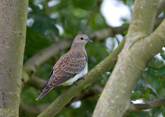 Turtle Dove, Streptopelia turtur