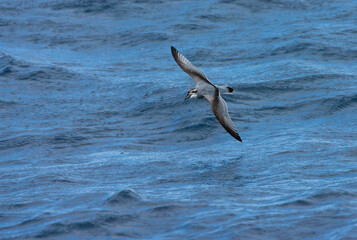 Breedbekprion, Broad-billed Prion, Pachyptila vittata