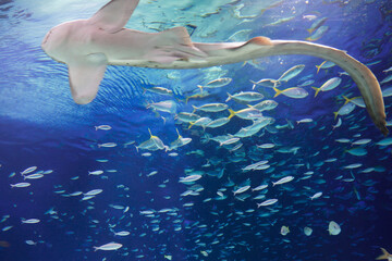 水族館　水槽の中を中を気持ちよさそうに泳ぐ魚たち © FURISHO