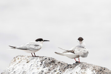 Dougalls Stern, Roseate Tern, Sterna dougallii