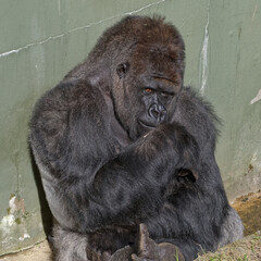 Silver Back Gorilla
