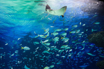 Fototapeta na wymiar 水族館　水槽の中を泳ぐ魚たち