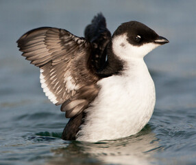 Fototapeta premium Kleine Alk, Little Auk, Alle alle
