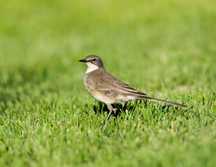 Kaapse Kwikstaart, Cape Wagtail, Motacilla capensis