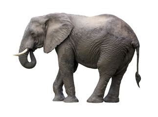Fototapeta na wymiar African elephant isolated on transparent background 