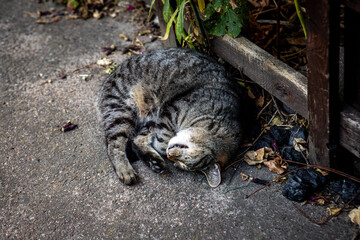 Leniwy kot w paski © Michał.S-FOTO