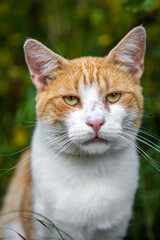 Rudy kot (foxy cat) - obrazy, fototapety, plakaty