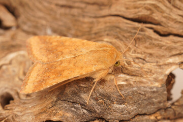 Closeup on the Mediterranean orange colored Cotton Bollworm moth, Helicoverpa armigera, sitting on wood