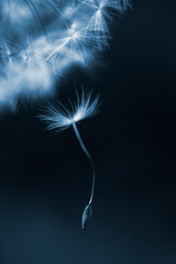 Close-up of falling dandelion seed