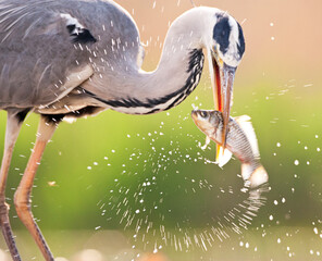 Blauwe Reiger, Grey Heron, Ardea cinerea