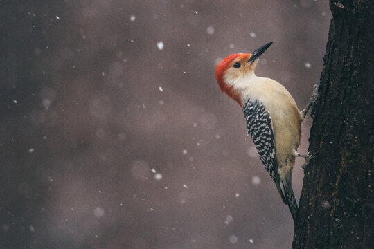 Side view of red-bellied woodpecker on tree trunk - Powered by Adobe