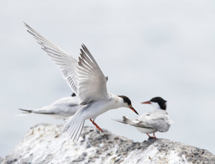 Common Tern, Sterna hirundo