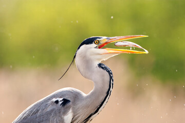 Blauwe Reiger, Grey Heron, Ardea cinerea