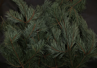 Pine branches background. Natural Pinus mugo  branches with  needles.