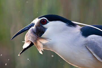 Kwak, Black-crowned Night Heron, Nycticorax nycticorax