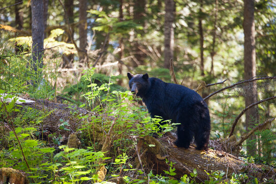 Wild Black bear (Ursus americanus) standing on fallen tree.