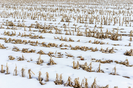 Many rows of stubble in snowy cornfield (maize field) in winter