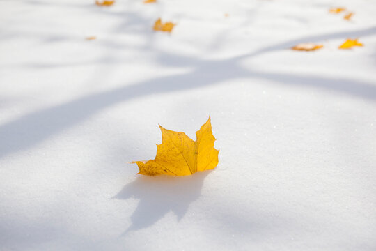 A fallen maple leaf (Acer sp.) in snow in Chautauqua Park, Boulder, Colorado.