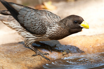 Grijze Bananeneter, Western Grey Plantain-eater, Crinifer piscator