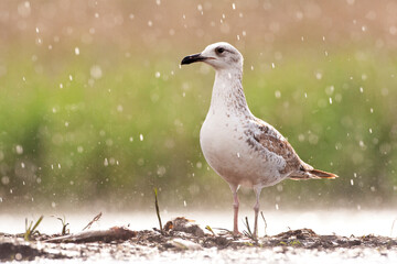 Pontische Meeuw, Caspian Gull, Larus cachinnans