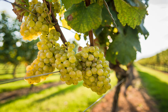 White grapes in vineyard, Sakonnet, Rhode Island, USA