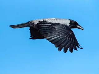 Tuinposter Bonte Kraai, Hooded Crow, Corvus cornix © Marc