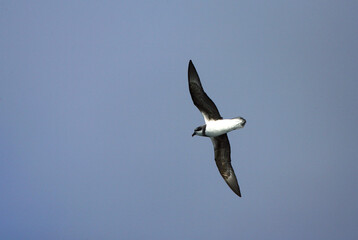 Fototapeta na wymiar Donsstormvogel, Soft-plumaged Petrel, Pterodroma mollis