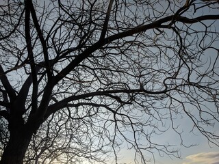 Árbol en invierno