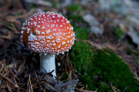 Redish orange mushroom beside pineneedles and moss.