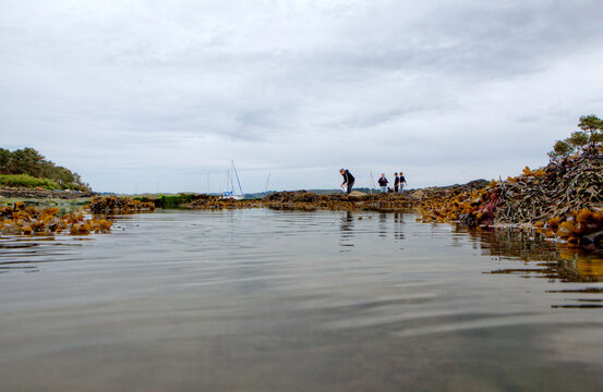 Gulf of Morbihan at low tide Morbihan, France.