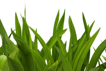 Fresh a gardening green grass