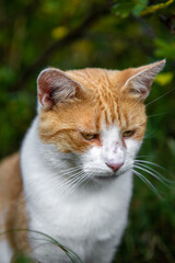 Rudy kot (foxy cat) - obrazy, fototapety, plakaty