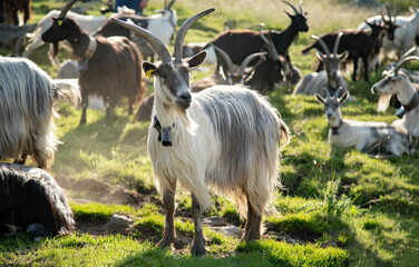goats on the meadow - 561245334
