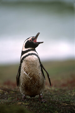 A magellanic penguin calls from the shoreline at a rookery on the Falkland Islands.