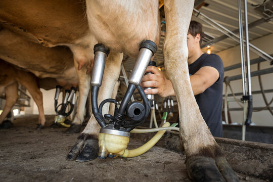 Man attaching milking machine to cow at dairy farm
