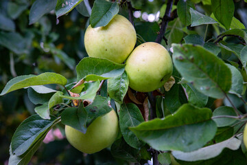 jabłka na drzewie