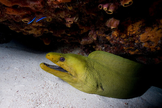Green moray eel (Gymnothorax funebris) at cleaning station, Key Largo, Florida.