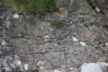 Lichens on rocks - Applecross Forest - Way to the coral beach near Culduie - Torridon and Gairloch - Highlands - Scotland - UK