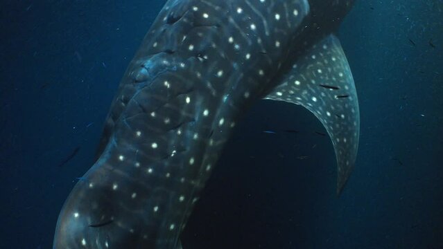 2022 November - Maldives : Whale Shark in the Night 10 - Scuba Diving - 8k 422 10Bits 24p