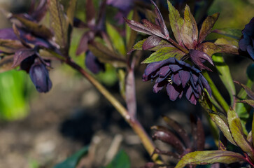 dark purple helleborus blooming in springtime