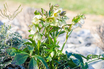 white helleborus blooming in springtime