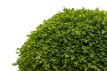 Fresh a gardening green grass