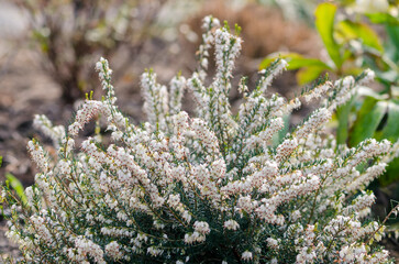 bush of heath in springtime