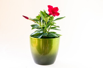blooming red mandevilla flower with green leaves in pot