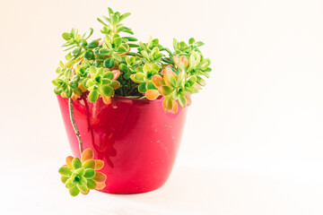 green sucuulent plant with green leaves in red pot
