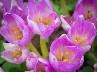 Autumn crocus (Colchicum autumnale) flowers background.